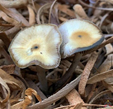 Do you have challenging health issues and unrest At Psychedelic Sales Dispensary, you can get high-grade shroom supply that will help you relieve your health problems. . Where to buy psilocybe spores australia reddit